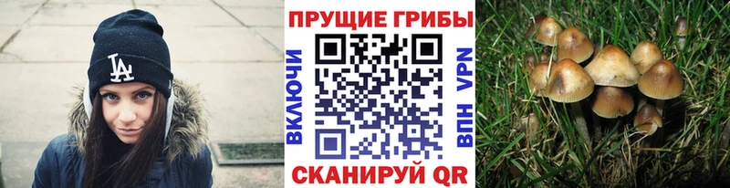 Галлюциногенные грибы Cubensis Кирс